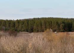 Воронежцам напомнили о штрафах до 400 тыс. рублей за огонь в лесу 