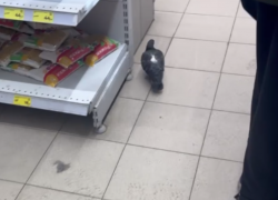 Пернатого покупателя застали за выбором товара в воронежском магазине 