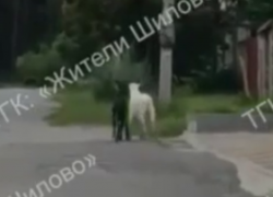 Маленькие козлята показали как выглядит настоящая дружба в Воронеже