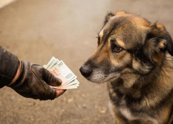 Отлов и содержание бездомной собаки сравнили с прожиточным минимумом воронежского пенсионера 