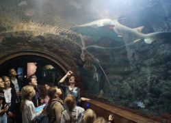 УГМК подарила новохоперским школьникам поездку в Воронежский океанариум