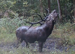 Вы не поверите, что делают олени осенью в Воронежском лесу