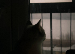 Как не сойти с ума от погоды в Воронеже на грядущей неделе