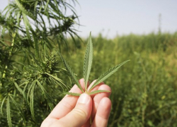 В Воронеже сотрудник конструкторского бюро принес на работу марихуану 