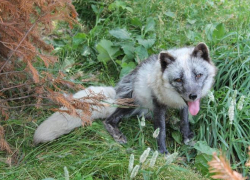 В Воронежской области нашли бешеных кошек, собак и одну лисицу 