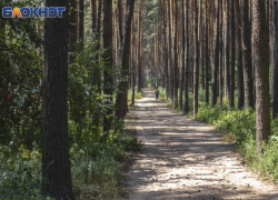 Строительство дублера Московского проспекта через Северный лес прокомментировали воронежские экологи 