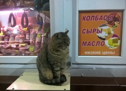 Жирный и усатый страж колбасы попал на фото в Воронеже