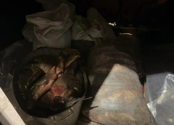 Больше ста килограмм краденой рыбы обнаружила полиция на воронежской трассе