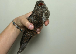 Что у тебя болит, скажи кукушка: птицу с отказавшими лапками отправили на рентген в Воронеже 