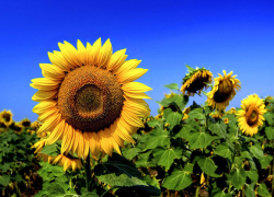 В Воронежской области нарушили природоохранное законодательство 