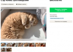 Милого котика-пирожочка бросили на произвол судьбы разводящиеся супруги из Воронежа 