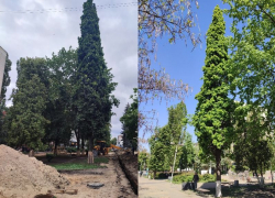 Мэр Воронежа прокомментировал опасения общественников из-за дуба на Карла Маркса 