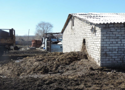 На десятки миллионов рублей скот загадил земли в Воронежской области