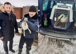 Опубликовано фото животных, изъятых из незаконного зоопарка и отправленных в Воронеж