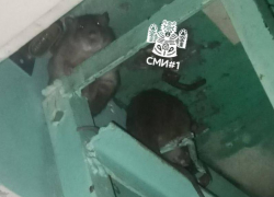 Мерзкие соседи: воронежцы сообщили о нашествии грызунов