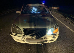 Лось спровоцировал ДТП в Воронежской области