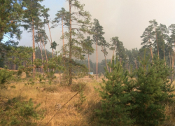 Воронежцы переживают, что чудовищный пожар на Левом берегу не смогут потушить, и история 2011 года повторится