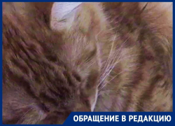 Милейший храп уникального кота сняли на видео в Воронеже
