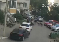 Полиция обратила внимание на случай с нападением двух бойцовских собак в Воронеже