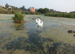 Губернатор Алексей Гордеев заинтересовался экологической катастрофой в Масловке