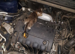 В Воронеже стая собак погрызла автомобиль из-за котят под капотом