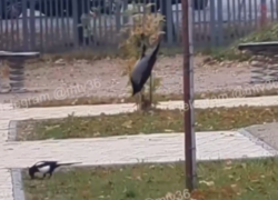 Воронежская ворона перевернула представление о спорте с ног на голову