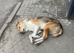 Лежащая на асфальте собака переполошила воронежцев