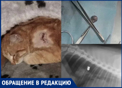 Жуткая история со стрельбой по котам произошла в Богучарском районе 