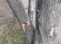 Держится на добром слове: воронежцы забили тревогу из-за сломанного дерева