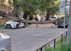 Упавшее дерево разбило автомобили возле детсада в Воронеже