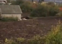 Убийство медведя, растерзавшего мужчину под Воронежем, сняли на видео