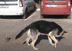 Милота спасет мир: опубликован репортаж о работе воронежских собак-саперов 