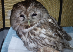 Воронежские зоозащитники спасли сову, сбитую машиной