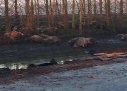 Воронежцы сообщили о перевернутой фуре со свиньями на Курской трассе