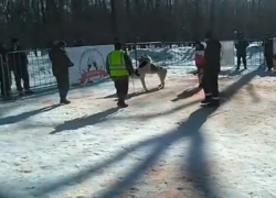 Полиция не увидела собачьих страданий в кровавых боях под Воронежем 