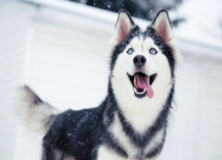 Двое воронежцев зверски убили хаски из мести хозяйке