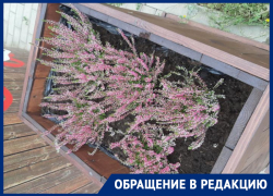 Ценители прекрасного «раздели» клумбу на День города в Воронеже
