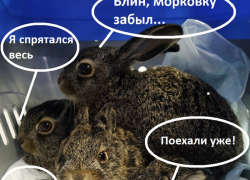 Пухлых зайцев упаковали специально для переезда из Воронежа