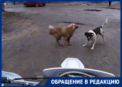 Мотоциклист снял нападение собак от первого лица в Воронеже
