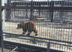 Выбравшиеся из берлоги Воронежского зоопарка медведи попали на видео 