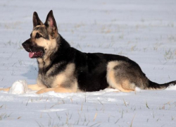 Воронежская Блонди помогла арестовать грабителя ломбарда