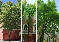 О спиливании каштанов на Комиссаржевской высказался воронежский общественник