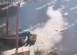 Странный «дачник» разнёс клумбу у подъезда в Воронеже