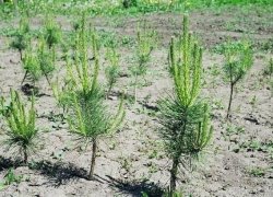 Воронежские экоактивисты высадят на Кожевенном кордоне  1200 саженцев сосны