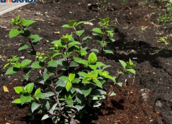 Конец внезапного похолодания: Воронеж понемногу отогревается в лучах солнца