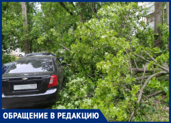 Деревопад допустили равнодушные чиновники под окнами воронежцев   