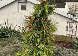 Экзотическую елку поставили в предновогоднем Воронеже