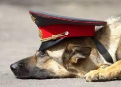 Собака нашла наркотики в грязных вещах под Воронежем 