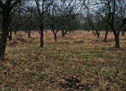 По факту кражи яблоневых садов в Воронеже в мае начнут судебное разбирательство