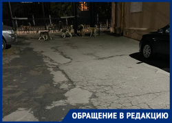  «На меня напала огромная стая собак»: жительница Воронежа  сообщила о своре, которая держит в страхе дом
